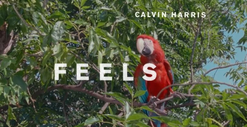 Calvin Harris featuring Pharrell Williams, Katy Perry & Big Sean, Feels: testo, traduzione e audio